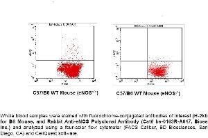 FACS Analysis of Endothelial Nitric Oxide Synthase (eNOS; NOS3) in Circulating Blood Cells in Mouse using Rabbit Anti-eNOS Polyclonal Antibody (bs-0163R-A647). (ENOS antibody  (AA 1105-1202) (Alexa Fluor 647))