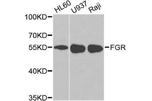Western blot analysis of extracts of various cell lines, using FGR antibody. (Fgr antibody  (AA 1-100))