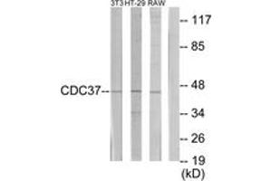 Western blot analysis of extracts from NIH-3T3/HT-29/RAW264. (CDC37 antibody  (AA 231-280))