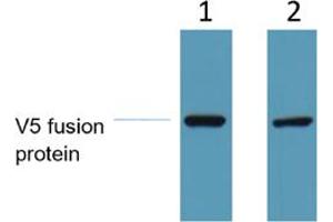 Western Blot analysis of 1 ug V5-tag fusion protein.