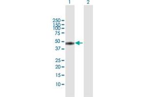 Western Blot analysis of MKRN2 expression in transfected 293T cell line by MKRN2 MaxPab polyclonal antibody. (MKRN2 antibody  (AA 1-416))