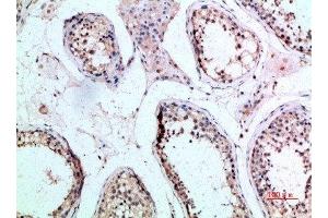Immunohistochemical analysis of paraffin-embedded human-testis, antibody was diluted at 1:200 (FZD9 antibody  (AA 1-50))