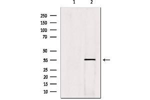 Western blot analysis of extracts from hybridoma cells, using HOXC13 Antibody. (HOXC13 antibody  (C-Term))