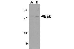 Western blot analysis of Bak in L1210 cell lysates with AP30117PU-N Bak antibody at (A) 1 and (B) 2 μg/ml. (BAK1 antibody  (N-Term))