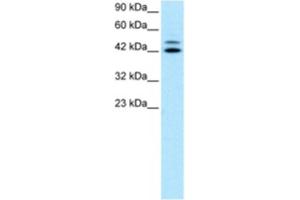 Western Blotting (WB) image for anti-Interferon Regulatory Factor 8 (IRF8) antibody (ABIN2463831) (IRF8 antibody)