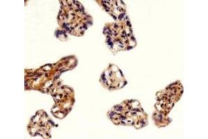 Immunohistochemical analysis of paraffin-embedded human placenta section using DLK1 antibody (DLK1 antibody  (C-Term))