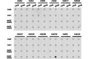 Dot-blot analysis of all sorts of methylation peptides using H3K79me3 antibody.