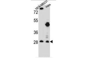 EIF4H Antibody (Center) western blot analysis in MDA-MB231,Hela cell line lysates (35µg/lane). (EIF4H antibody  (Middle Region))