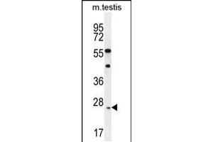 Western blot analysis in mouse testis tissue lysates (35ug/lane). (ROPN1L antibody  (N-Term))