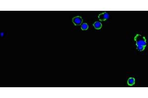 Immunofluorescent analysis of MCF-7 cells using ABIN7153605 at dilution of 1:100 and Alexa Fluor 488-congugated AffiniPure Goat Anti-Rabbit IgG(H+L) (GJB1 antibody  (AA 215-283))