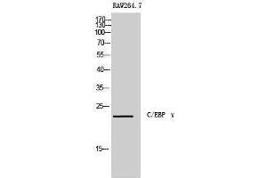 Western Blotting (WB) image for anti-CCAAT/enhancer Binding Protein (C/EBP), gamma (CEBPG) (Internal Region) antibody (ABIN3183579) (CEBPG antibody  (Internal Region))