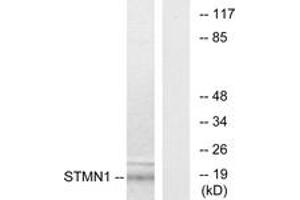 Western blot analysis of extracts from COS7 cells, using Stathmin 1 (Ab-15) Antibody.