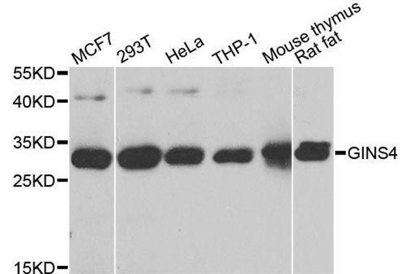 GINS4 antibody  (AA 108-207)