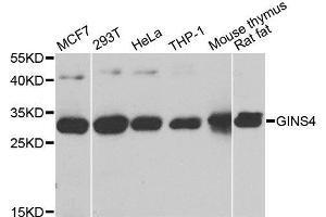 GINS4 antibody  (AA 108-207)