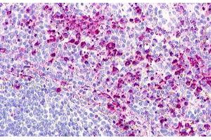 Image no. 1 for anti-G Protein-Coupled Receptor 152 (GPR152) (Cytoplasmic Domain) antibody (ABIN1048740) (GPR152 antibody  (Cytoplasmic Domain))