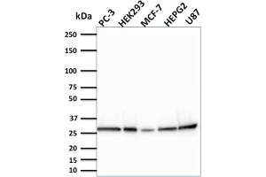 Western Blot Analysis of PC-3, HEK293, MCF-7, HEPG2 and U87 cells using BCL2L2 Mouse Monoclonal Antibody (CPTC-BCL2L2-2). (BCL2L2 antibody)