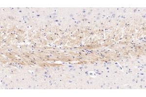 Detection of CDNF in Rat Cerebrum Tissue using Monoclonal Antibody to Cerebral Dopamine Neurotrophic Factor (CDNF) (CDNF antibody  (AA 20-183))