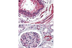 Immunohistochemical staining of human lung, bronchiole (A) and human kidney (B) with GPR150 polyclonal antibody . (GPR150 antibody  (C-Term))