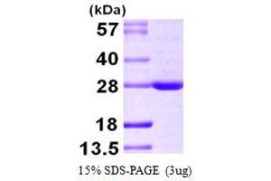 SDS-PAGE (SDS) image for BCL2-Associated Athanogene 2 (BAG2) (AA 1-211) protein (His tag) (ABIN667379) (BAG2 Protein (AA 1-211) (His tag))