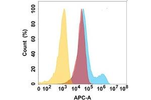 MICB protein is highly expressed on the surface of Expi293 cell membrane. (MICB antibody  (AA 23-309))