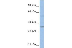 WB Suggested Anti-KCTD4 Antibody Titration:  0. (KCTD4 antibody  (Middle Region))