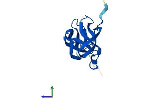 Protein Structure (PS) image for Yippee-Like 5 (YPEL5) (AA 1-121) protein (His tag) (ABIN7545514)