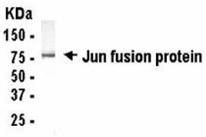 Western Blotting (WB) image for anti-Jun Proto-Oncogene (JUN) (AA 1-240) antibody (ABIN2467850) (C-JUN antibody  (AA 1-240))