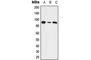 Western blot analysis of NHE5 expression in HepG2 (A), NIH3T3 (B), rat brain (C) whole cell lysates. (SLC9A5 antibody  (Center))