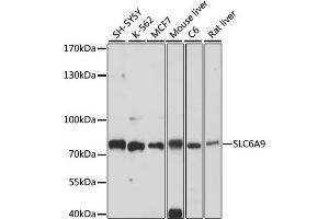 Western blot analysis of extracts of various cell lines, using SLC6 antibody (ABIN7267463) at 1:1000 dilution. (GLYT1 antibody  (AA 1-110))