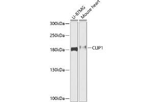 Western blot analysis of extracts of various cell lines, using CLIP1 antibody (ABIN6127542, ABIN6138725, ABIN6138727 and ABIN6216148) at 1:1000 dilution. (CLIP1 antibody  (AA 1228-1427))