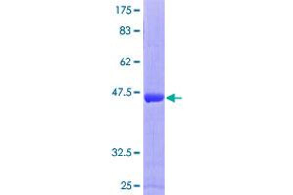 ARL4C Protein (AA 1-192) (GST tag)