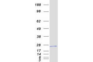 Validation with Western Blot (PLA2G2A Protein (Myc-DYKDDDDK Tag))