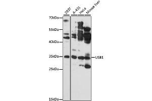 Western blot analysis of extracts of various cell lines, using USB1 antibody (ABIN6133400, ABIN6149979, ABIN6149980 and ABIN6217152) at 1:3000 dilution. (C16orf57 antibody  (AA 1-265))