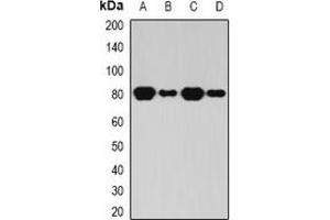 Western blot analysis of BAP1 expression in HL60 (A), THP1 (B), mouse kidney (C), rat brain (D) whole cell lysates. (BAP1 antibody)