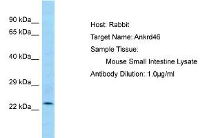 Host: Rabbit Target Name: ANKRD46 Sample Tissue: Mouse Small Intestine Antibody Dilution: 1ug/ml