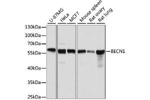Western blot analysis of extracts of various cell lines, using BECN1 antibody. (Beclin 1 antibody  (AA 1-280))