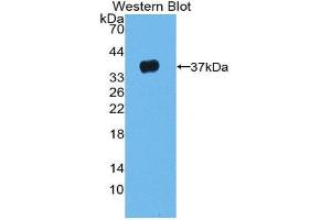 Western Blotting (WB) image for anti-Leucine-Rich alpha-2 Glycoprotein 1 (LRG1) (AA 37-340) antibody (ABIN1859699) (LRG1 antibody  (AA 37-340))