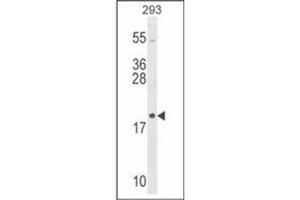 Western blot analysis in 293 cell line lysates (35 ug/lane) using RPL26 Antibody (C-term) Cat. (RPL26 antibody  (C-Term))