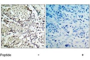 Image no. 1 for anti-Mitogen-Activated Protein Kinase Kinase 3 (MAP2K3) (Ser189) antibody (ABIN197296) (MAP2K3 antibody  (Ser189))