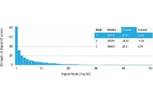 Analysis of Protein Array containing more than 19,000 full-length human proteins using EGFR Mouse Monoclonal Antibody (GFR/2341) Z- and S- Score: The Z-score represents the strength of a signal that a monoclonal antibody (MAb) (in combination with a fluorescently-tagged anti-IgG secondary antibody) produces when binding to a particular protein on the HuProtTM array. (EGFR antibody  (AA 344-492))