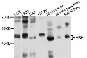 Western blot analysis of extracts of various cells, using HRH4 antibody. (HRH4 antibody)