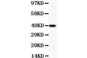 Anti-NFkB p105/P50 Picoband antibody,  All lanes: Anti NFKBP105  at 0. (NFKB1 antibody  (AA 1-360))