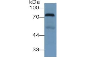 Rabbit Detection antibody from the kit in WB with Positive Control: Sample Human Lung lysate. (Transferrin ELISA Kit)