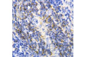 IHC-P: Annexin VI antibody testing of rat spleen tissue (ANXA6 antibody  (C-Term))