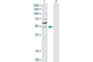 Western Blot analysis of YBX2 expression in transfected 293T cell line by YBX2 MaxPab polyclonal antibody.