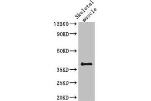 Western Blot Positive WB detected in: Mouse skeletal muscle tissue All lanes: KIR2DL3 antibody at 2. (SLC29A1 antibody  (AA 228-291))