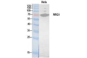 Western Blotting (WB) image for anti-Neuregulin 1 (NRG1) (Internal Region) antibody (ABIN3181069) (Neuregulin 1 antibody  (Internal Region))