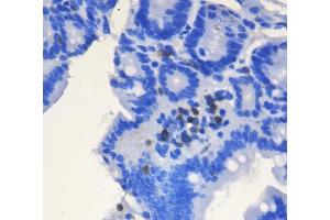 IHC analysis of CD3 epsilon/Cd3e using anti-CD3 epsilon/Cd3e antibody (ABIN7600665). (CD3 epsilon antibody  (AA 22-113))