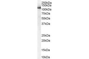 ABIN185504 (1 ug/ml) staining of human kidney lysate (35 ug protein in RIPA buffer). (USO1 antibody  (C-Term))