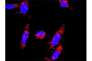 Proximity Ligation Analysis of protein-protein interactions between CDKN1A and SKP2. (SKP2 antibody  (AA 1-424))